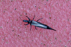 Gynaikothrips