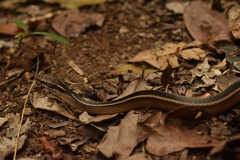 Coniophanes schmidti