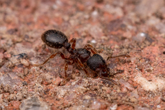 Myrmecina americana