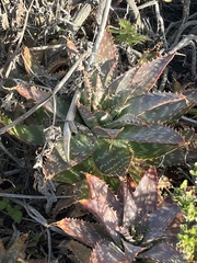 Aloe maculata