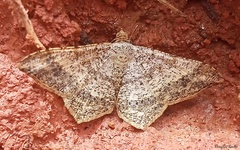 Psamatodes abydata