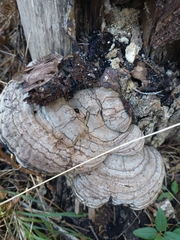 Ganoderma megaloma