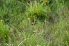 Scirpus hattorianus