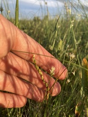 Drosera intermedia