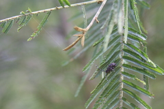 Cerambycoidea