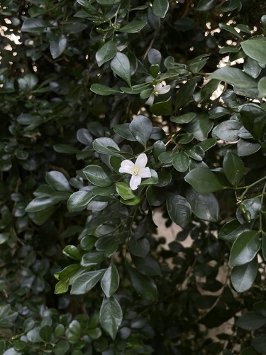 Murraya paniculata
