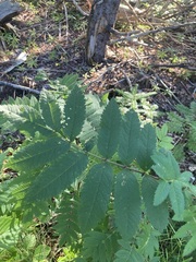Sorbus decora