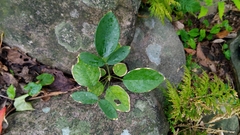 Uraria crinita