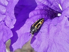 Acmaeodera scalaris