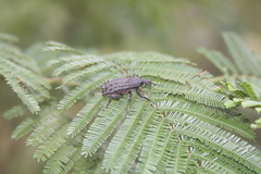 Leptopius duponti