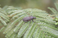 Leptopius duponti