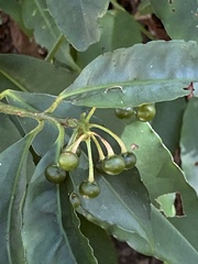 Ardisia virens