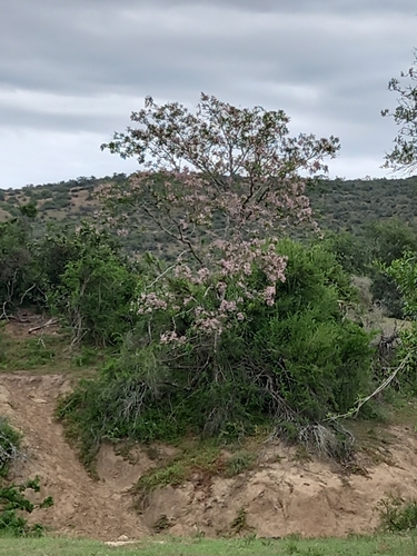 Image of Calodendrum capense by (c) Christiaan Viljoen, some rights reserved (CC BY)