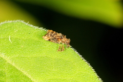 Pactola variabilis