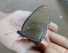 Euploea klugii erichsonii