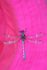 Diphlebia lestoides