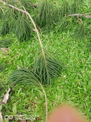 Araucaria cunninghamii