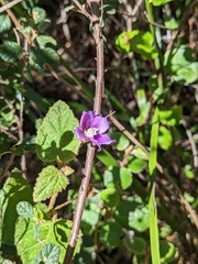 Howittia trilocularis