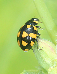 Coccinella leonina