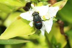 Helophilus hochstetteri