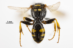 Crossocerus nitidiventris