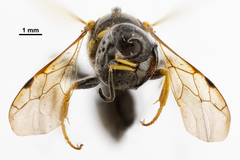 Crossocerus nitidiventris