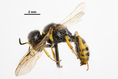 Crossocerus nitidiventris