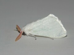 Aithorape roseicornis