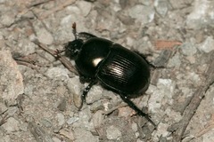 Geotrupes blackburnii