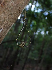 Episynlestes albicaudus