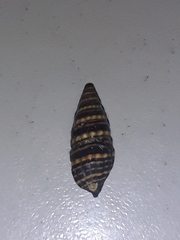 Pilsbryspira collaris