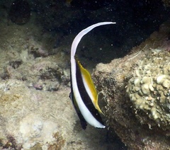 Heniochus acuminatus