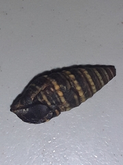 Pilsbryspira collaris