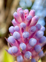 Aechmea gamosepala