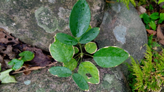 Uraria crinita