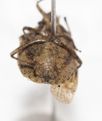 Mcphersonarcys aequalis