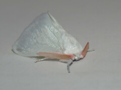 Aithorape roseicornis