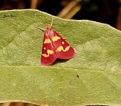 Pyrausta tyralis