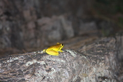 Ranoidea lesueuri