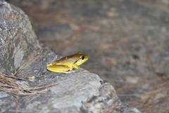 Ranoidea lesueuri