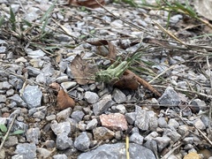 Campylacantha olivacea