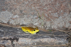 Ranoidea lesueuri