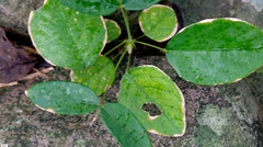 Uraria crinita