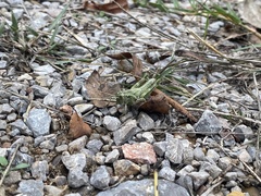 Campylacantha olivacea