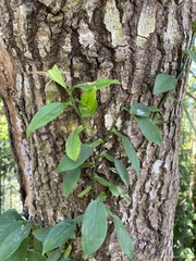 Pothos chinensis