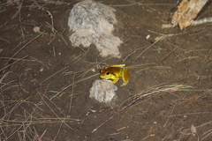 Ranoidea lesueuri