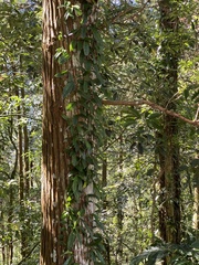 Hydrangea viburnoides