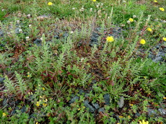 Epilobium hirtigerum