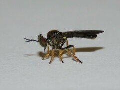 Cerotainia