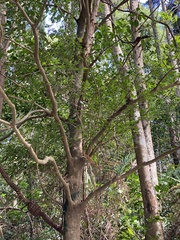 Trochodendron aralioides
